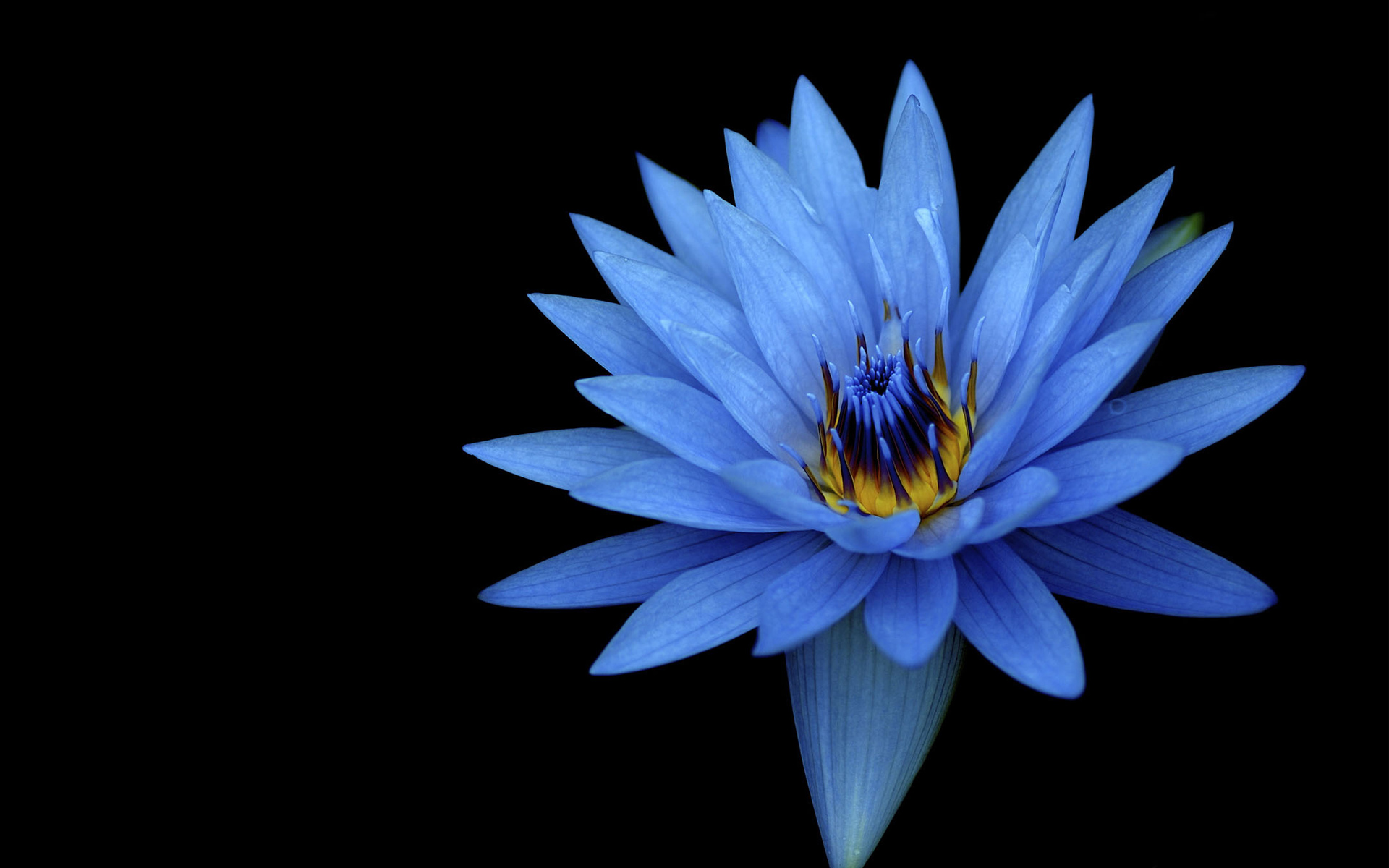 Sony Xperia Z Stock Blue Flower978156485 - Sony Xperia Z Stock Blue Flower - Xperia, Stock, Sony, Poppy, flower, blue